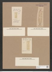 Pleurosigma obscurum W.Sm. (de-Toni-Nr.: Genus 13, Species 1043) Zeichnungen Sammlung Grunow Nr. 2107 (NHMW-BOT-W0368986)